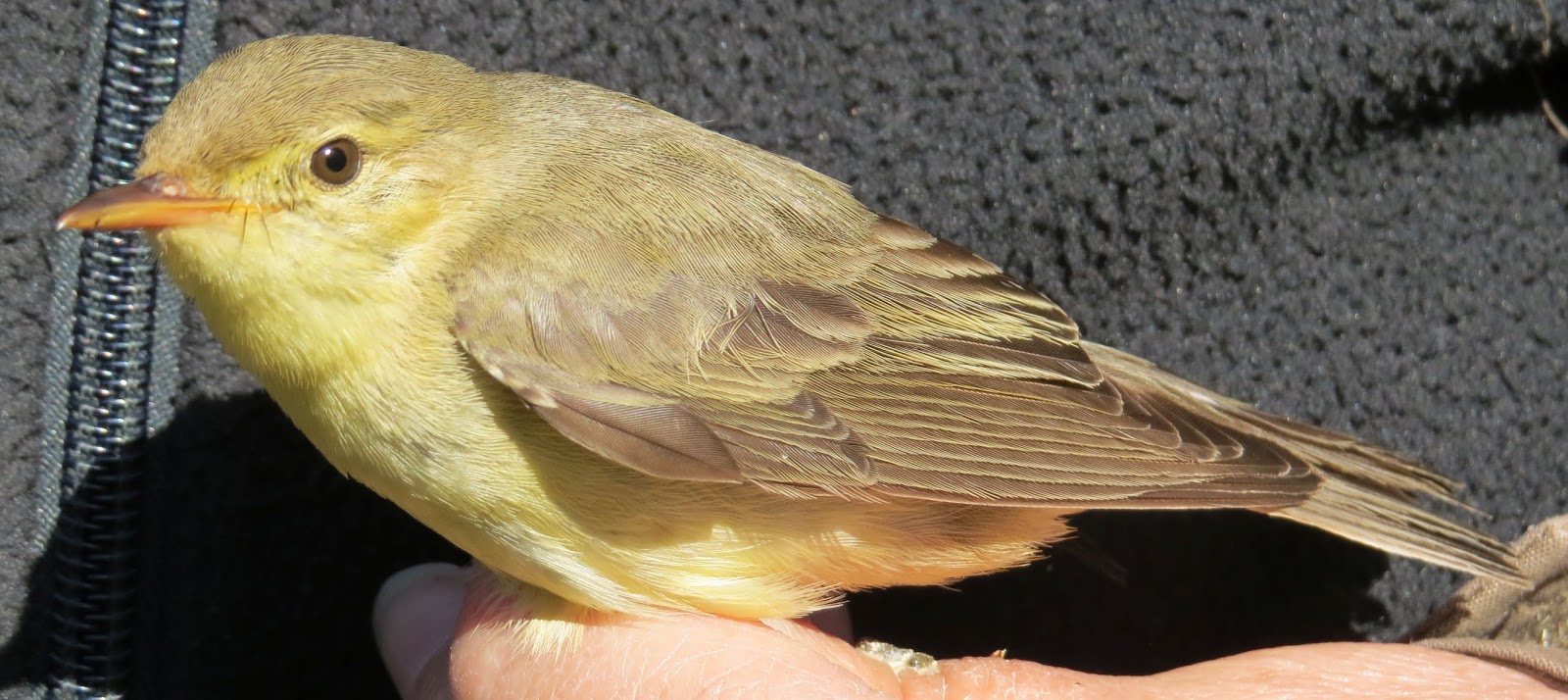 Kultarinta © Matti Tynjälä