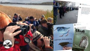 Vuoden lintuyhdistys 2020 on Turun Lintutieteellinen Yhdistys. Pääkuva: Kati Grönholm